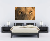 Lion Portrait Face To Face, Sabi Sabi,South Africa ! 31945 Lion Art