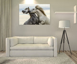 Stallions Playing, St. Marie de la Mer, France! 35023 Horse Art