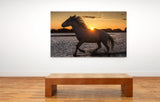 White Horses of the Camargue, St. Marie de la Mer, France! 35025