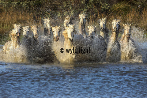 Splashing of the White Horses of the Camargue, France 35026