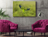 A Monk Parakeet in Flight in Pantanal, Brazil! 36100 Bird Wall Art