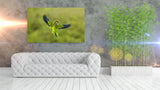 A Monk Parakeet in Flight in Pantanal, Brazil! 36100 Bird Wall Art