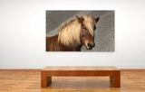Beautiful Brown Horse Posing for the Camera in Southern Iceland! 37413