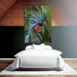 Black Palm Cockaoo, Indonesia 39227