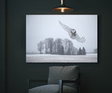 Snowy Owl, Southern Ontario, Canada 39320