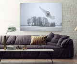 Snowy Owl, Southern Ontario, Canada 39320
