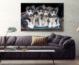 Siberian Huskies and Friends! 39692
