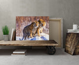 Siberian Tigers Enjoying the Snow in Northeast China! 39715