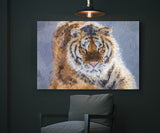 Siberian Tiger near Hailin, China! 39716