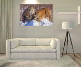 Siberian Tigers Enjoying the Snow in Northeast China! 39717