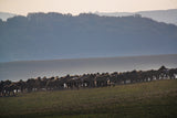 Beautiful Landscape with Horses Inner Mongolia, Northern China 38453