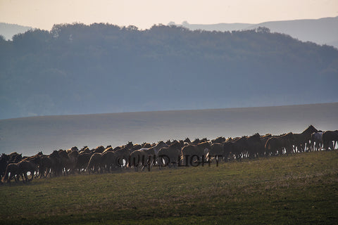 Beautiful Landscape with Horses Inner Mongolia, Northern China 38453