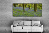 Bluebell Flowers in the Hallerbos Forest, Halle, Belgium 31400