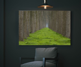 Rows of Trees Separated by Lush Green Grass near Brugge, Belgium 31424