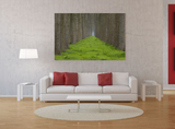 Rows of Trees Separated by Lush Green Grass near Brugge, Belgium 31424