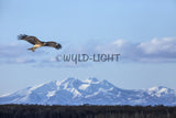Black Kite near Nemuro, Hokkaido Island, Japan! 30603 Bird Photography