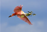 Roseate Spoonbill with Nesting Material, Tampa Bay, Florida! MS-9405