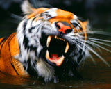 Bengal Tiger, Kanha National Park, India! MS-693 Tiger Wall Art