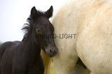 Young Colt and Mother, White horses of the Camargue, France! MS-7713