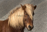 Beautiful Brown Horse Posing for the Camera in Southern Iceland! 37413