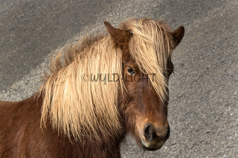 Beautiful Brown Horse Posing for the Camera in Southern Iceland! 37413