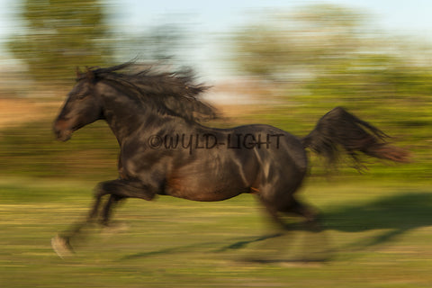 Lusitano Stallion in Provence, France! 27106 Horse Art Home Decor Art