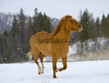 Horse Running Free, Montana! MS-6702 Horse Wall Art Home Decor Art