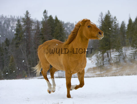 Horse Running Free, Montana! MS-6702 Horse Wall Art Home Decor Art
