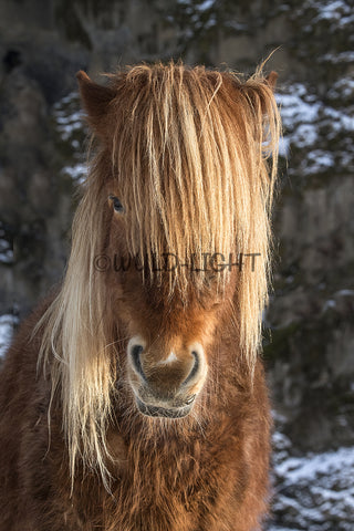 Brown Horse Posing For The Camera In Southern Iceland 37366 Horse Art