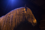Portrait of a Lusitano Horse in Provence, France! 27118 Horse Wall Art