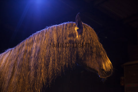Portrait of a Lusitano Horse in Provence, France! 27118 Horse Wall Art