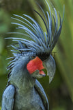 Black Palm Cockaoo, Indonesia 39227