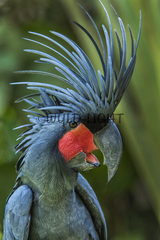 Black Palm Cockaoo, Indonesia 39227