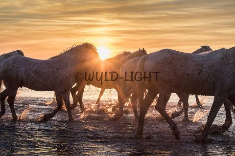 White Horses of the Camargue, St. Marie de la Mer, France! 35019