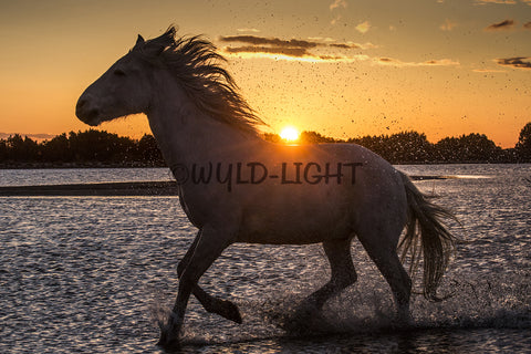 White Horses of the Camargue, St. Marie de la Mer, France! 35025