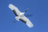 Japanese Crane in Flight near Kushiro, Hokkaido Island, Japan! 30613