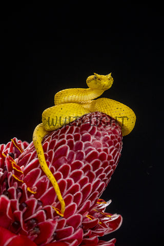 Eyelash Viper, Costa Rica 39016