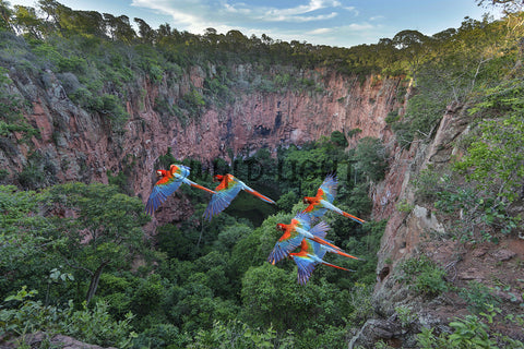 Scarlet Macaws in Flight, Brazil 39195