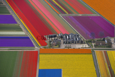 Tulip Fields, Northern Holland 12090