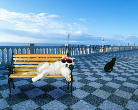 Siberian Husky and Friends FO-3161