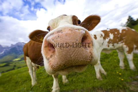 Extreme Closeup of Cow, Maria Alm, Austria 14903 Cow Wall Art