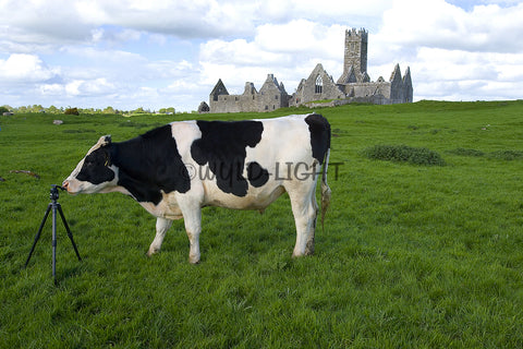A Curious Cow Investigating My Tripod! MS-8188 Cow Art Home Decor Art