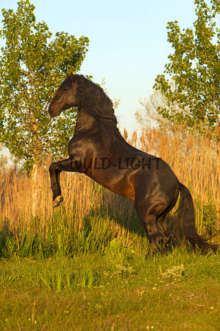 Beautiful Horse Jumping in Camargue, Provence, France 27263 Horse Art