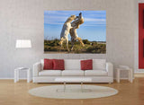 Stallions Playing: Horses of the Camargue in Provence, France 27148