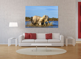 The Playing White Horses of the Camargue, St Marie de la Mer, France 25152