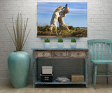 Stallions Playing: Horses of the Camargue in Provence, France 27148