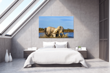 The Playing White Horses of the Camargue, St Marie de la Mer, France 25152