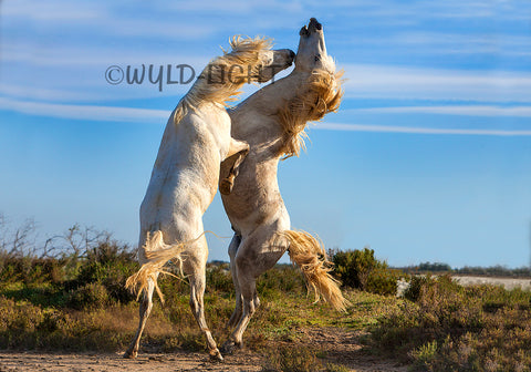 Stallions Playing: Horses of the Camargue in Provence, France 27148