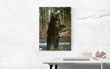 Grizzly Bear, Alaska! FO-4669