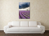 Lavender Fields and Approaching Storm, Provence, France! FO-4901